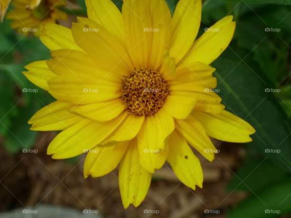 Beautiful Yellow flower. Beautiful Yellow Flower