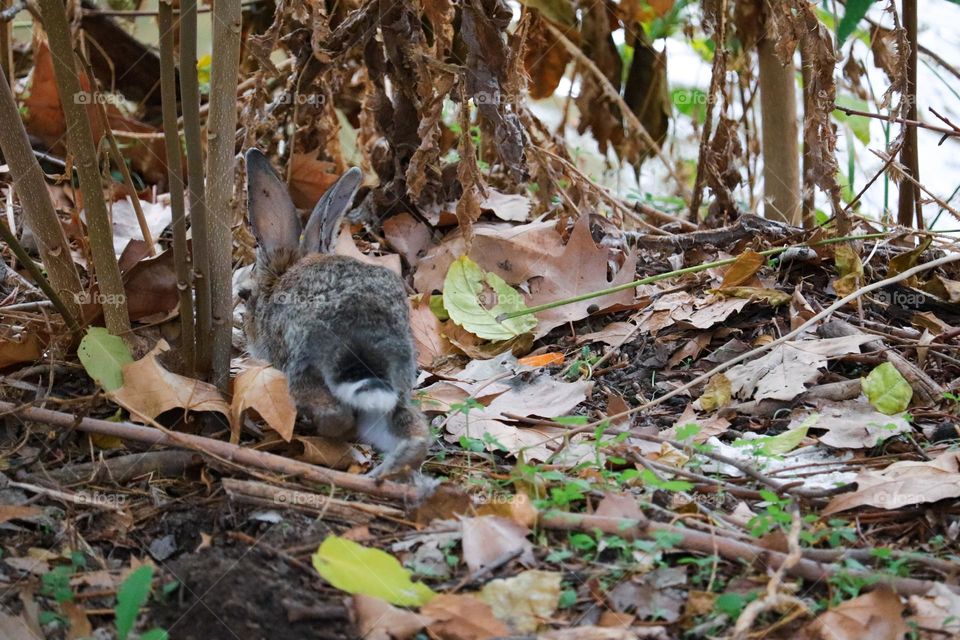 A wild rabbit in a wooded part of the city of Madrid