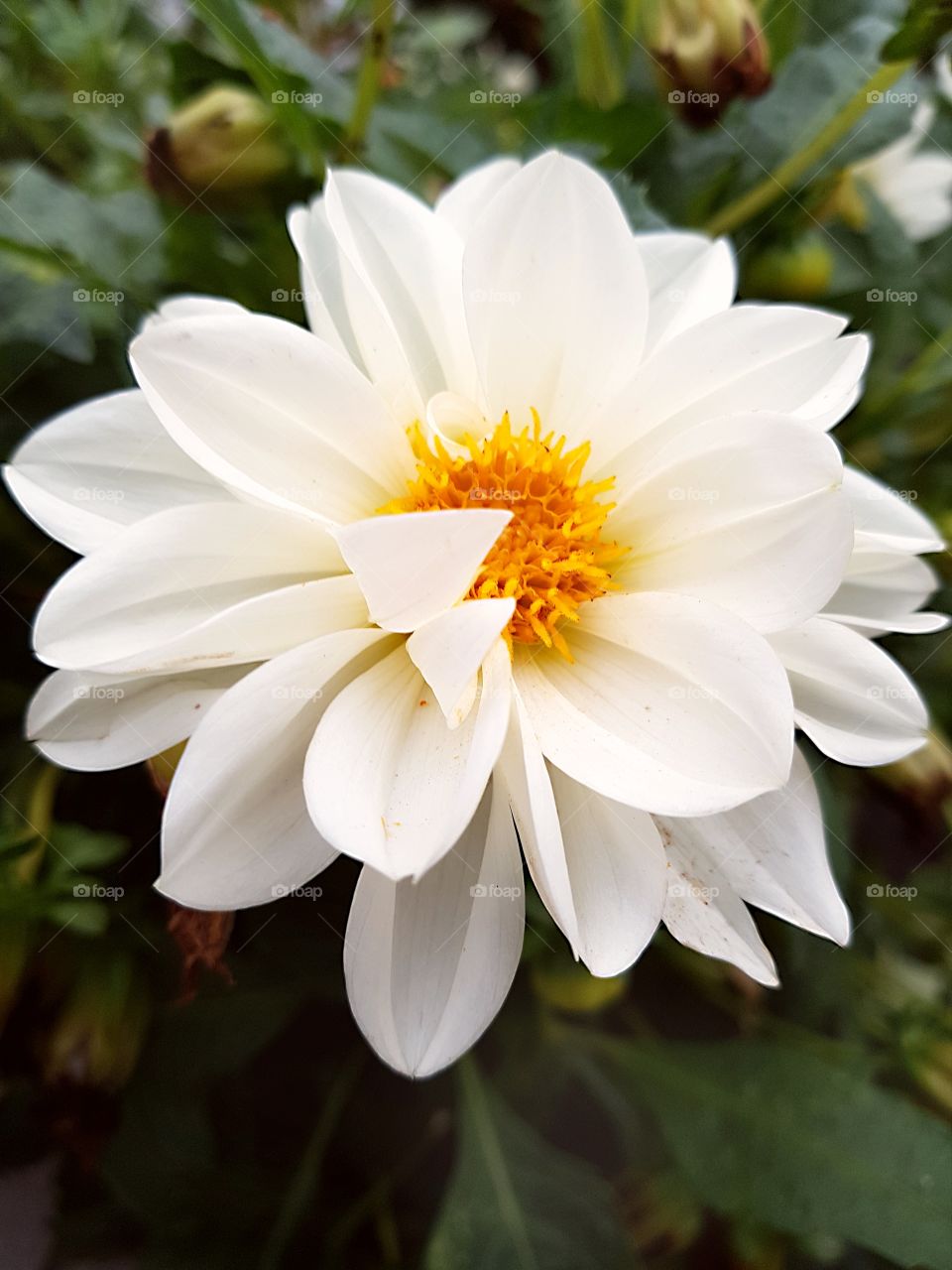 Beautiful white flower close-up in the garden