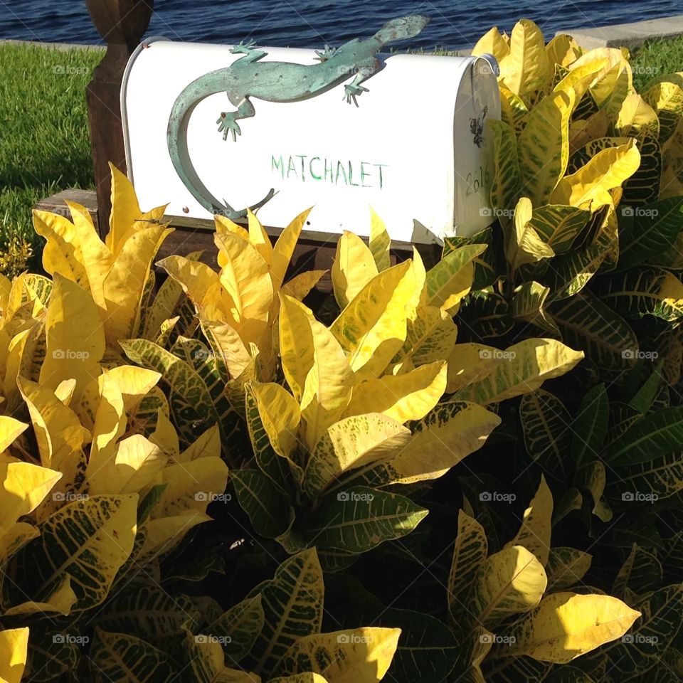 Lizard mailbox with yellow plants surrounding it