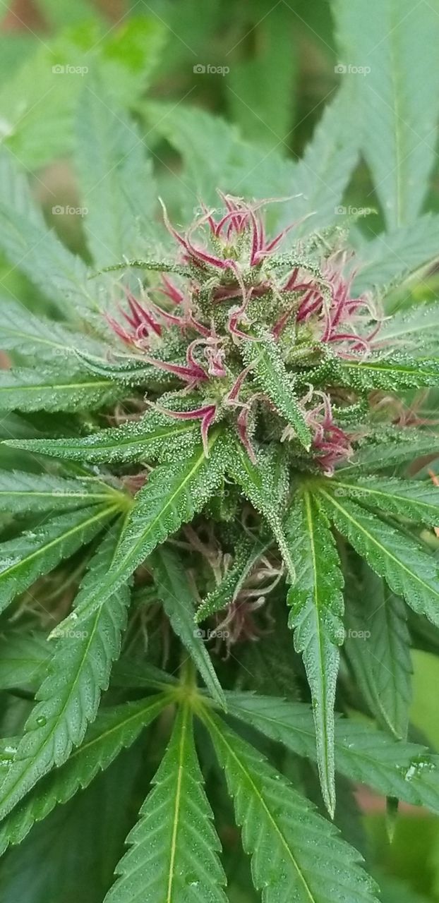 not a fruit.. but it does flower 😜