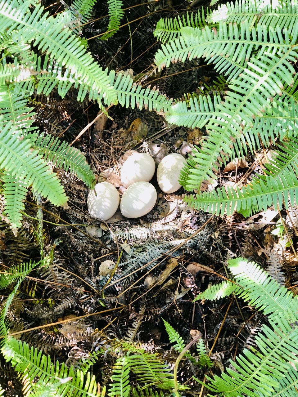 Peacock eggs 