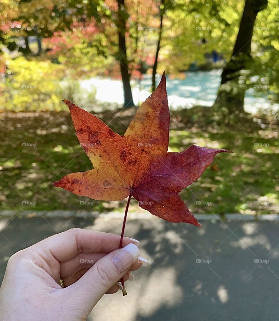 A woman’s hand holding a fall leaf in Central Park