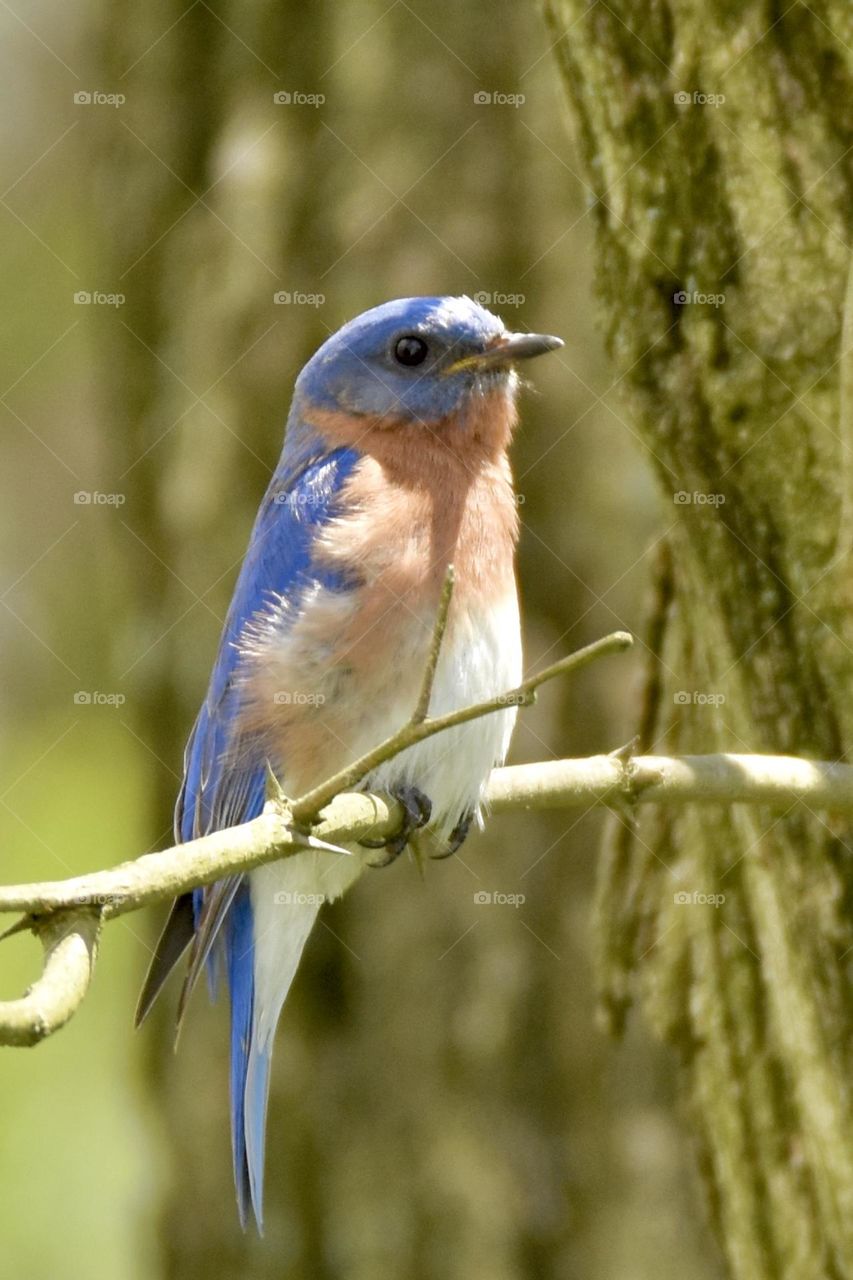 Northern Bluebird on a small branch