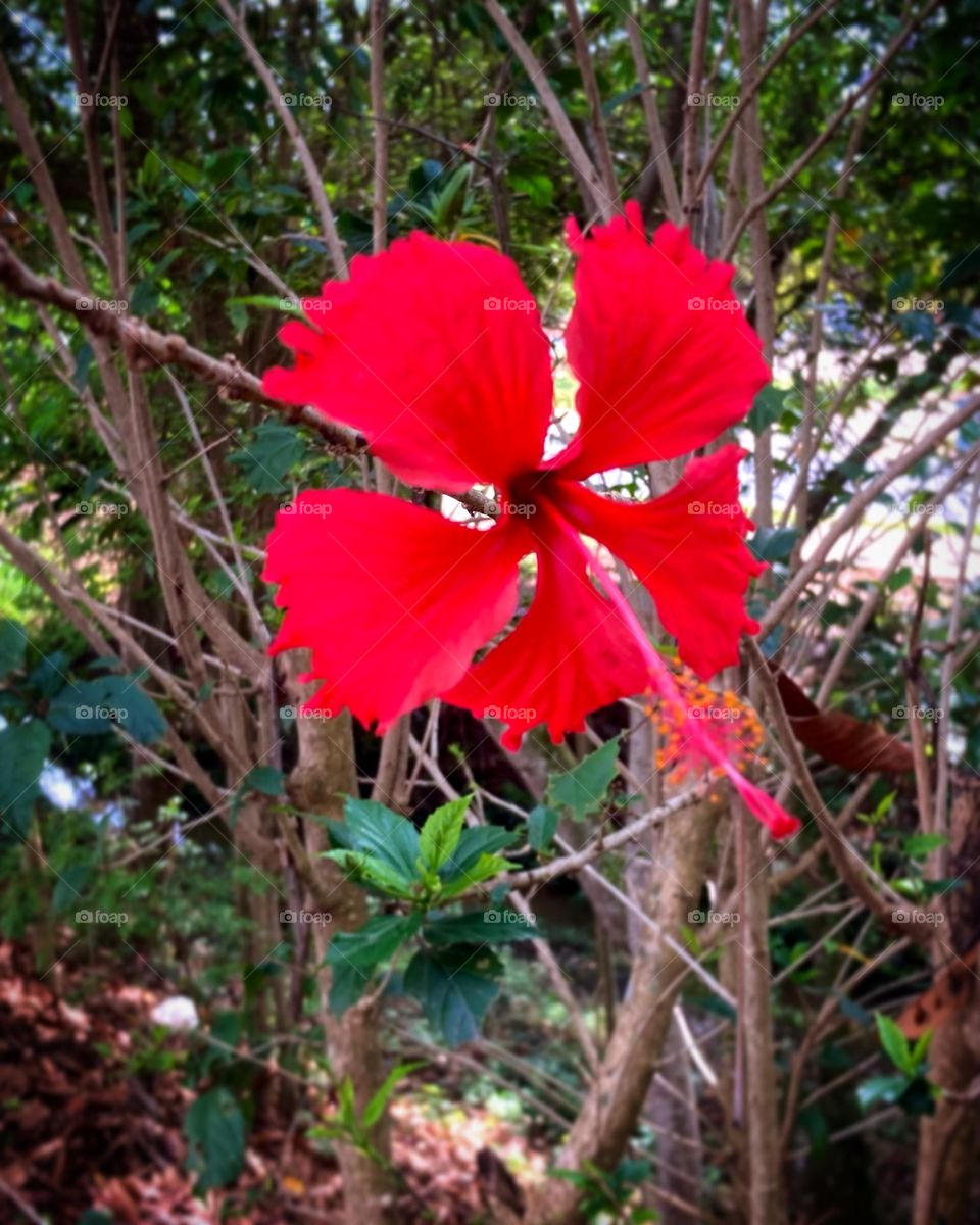 🌺 🇺🇸 Very beautiful flowers to brighten our day.  Live nature and its beauty. Did you like the delicate petals? / 🇧🇷 Flores muito bonitas para alegrar nosso dia. Viva a natureza e sua beleza. Gostaram das pétalas delicadas? 