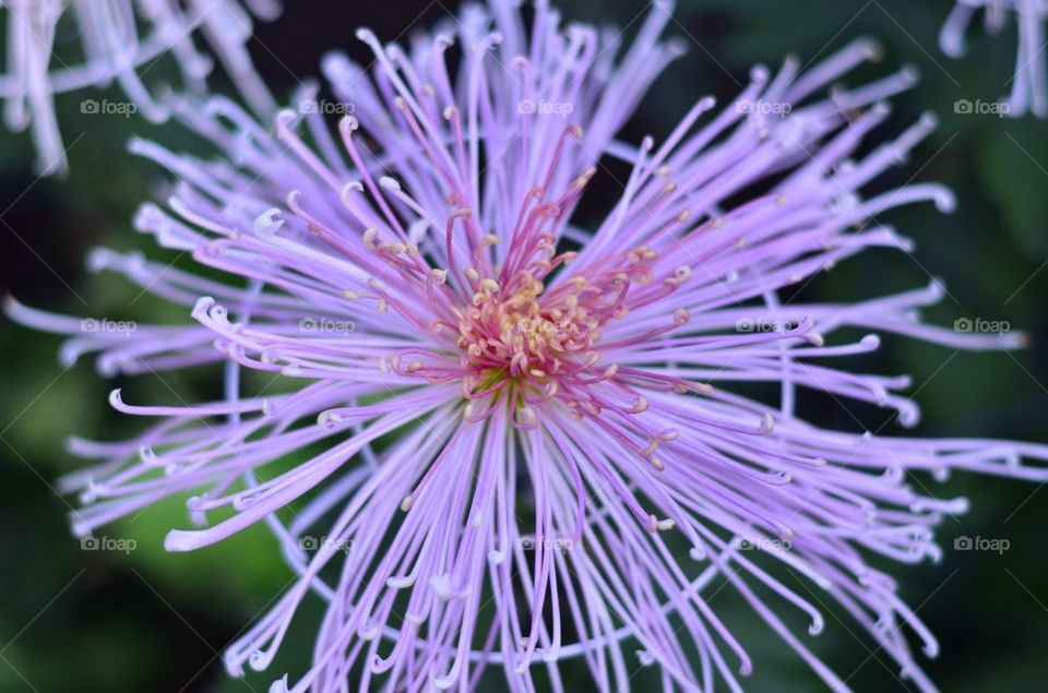 Spider Chrysanthemum