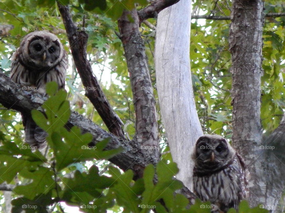 two owls in a lush green forest
