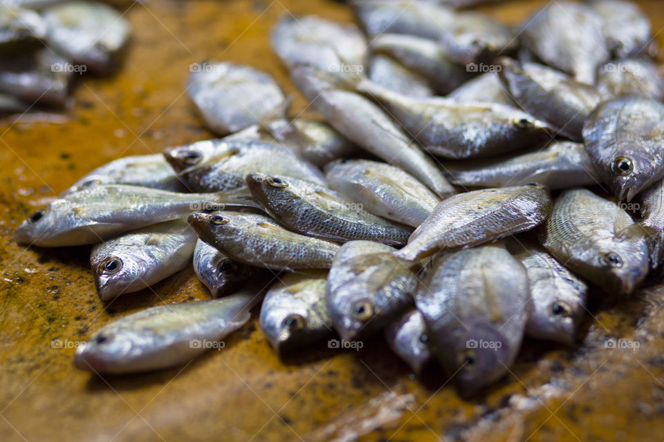 Catch of the sea, fresh fish at the market