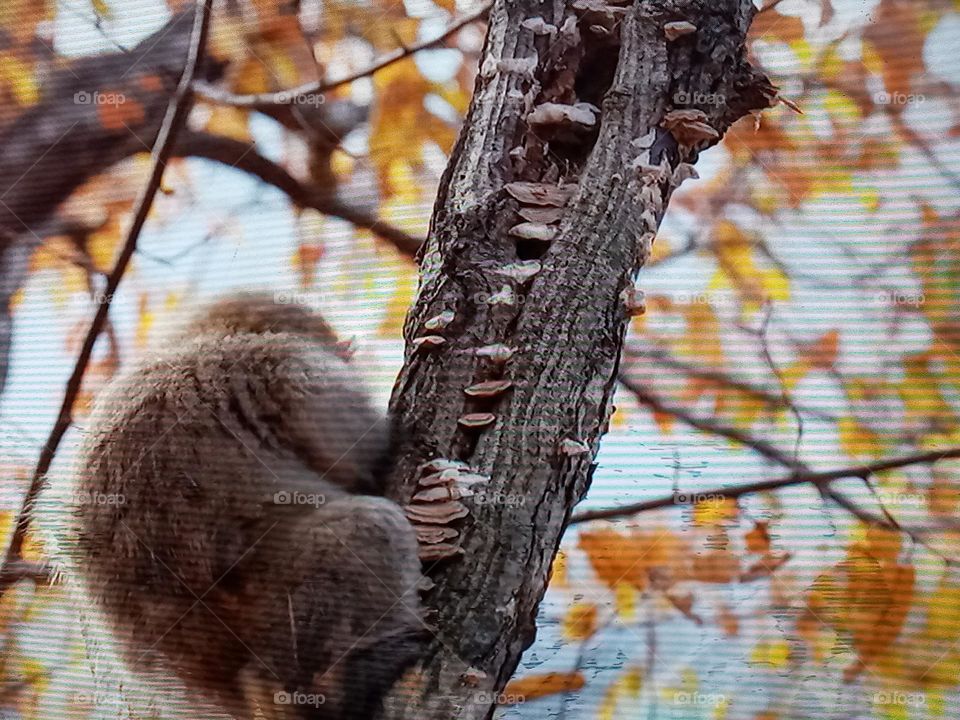 monkey on tree