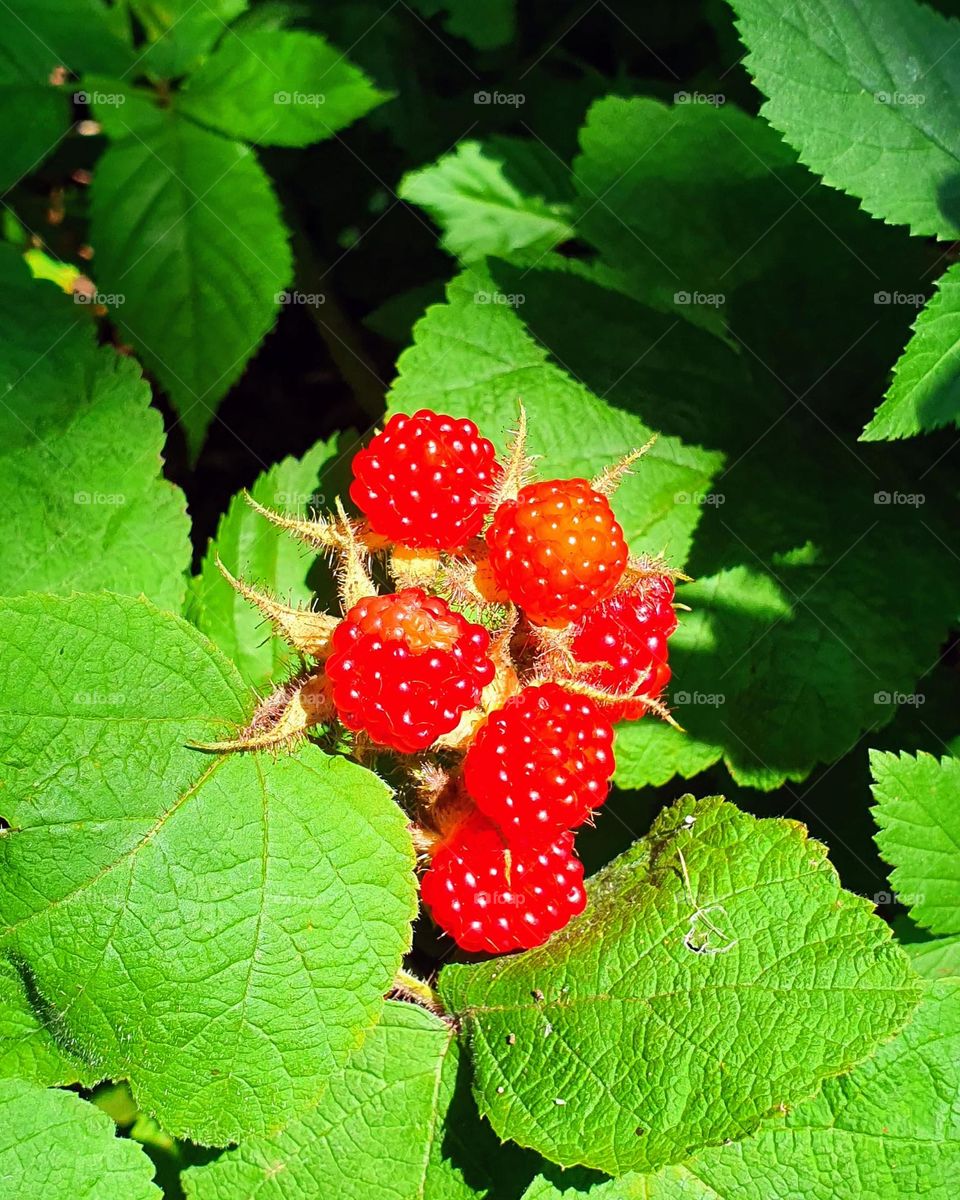 wild raspberry