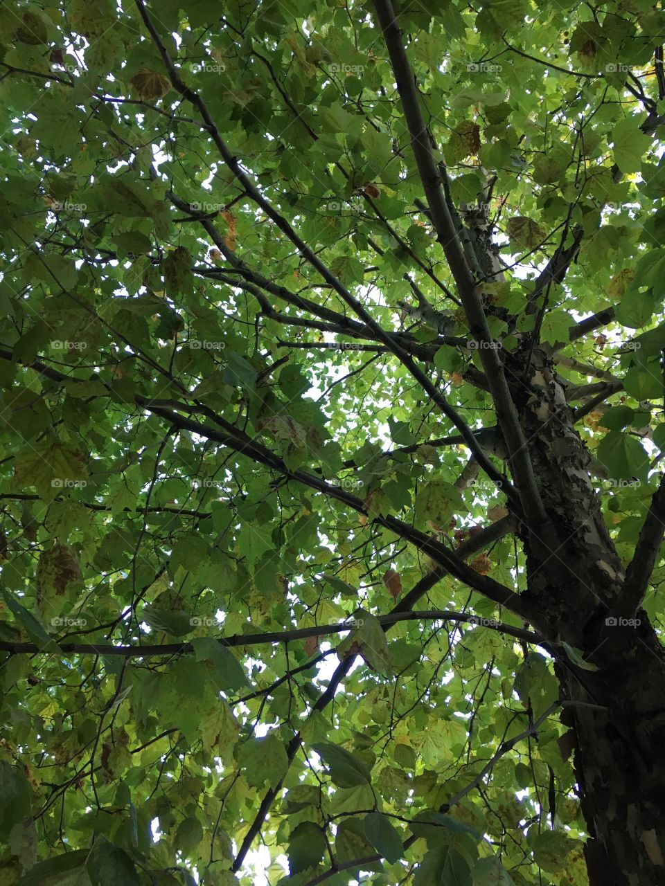 Un arbre et ses feuilles 
