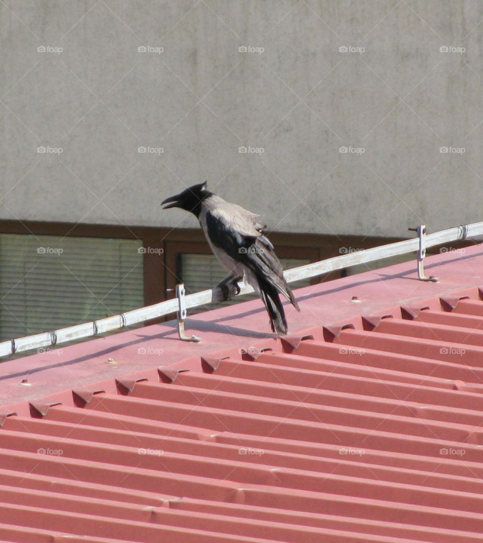 The Grey Crow on the Roof