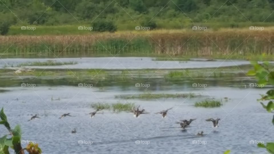 birds in flight