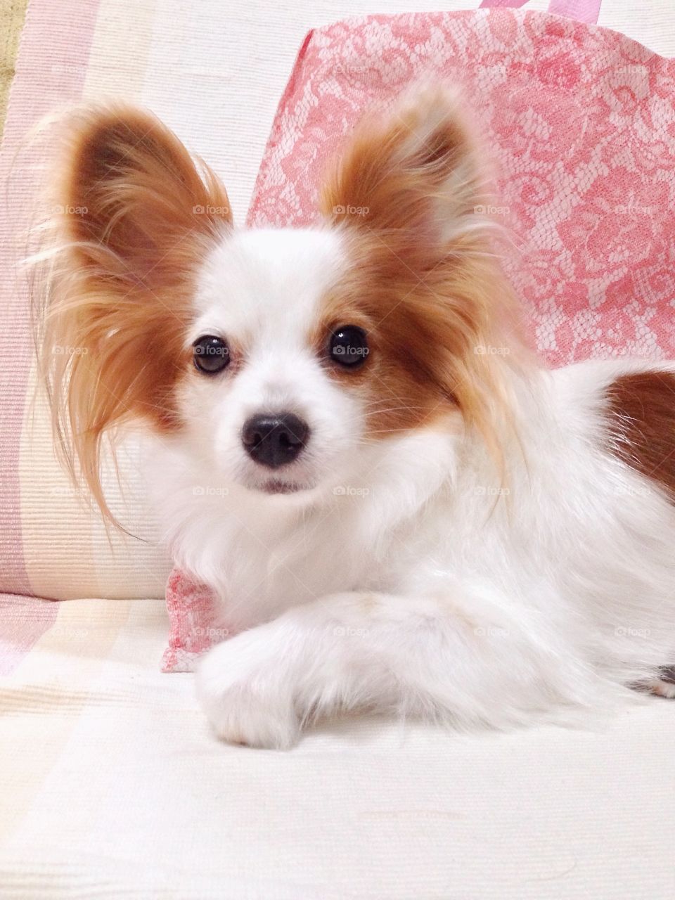 Dog on sofa. Pedigree pure breed. Continental Toy Spaniel Papillon.