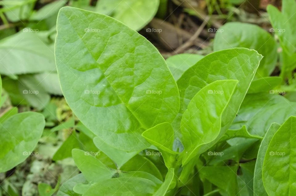 Vine Spinach