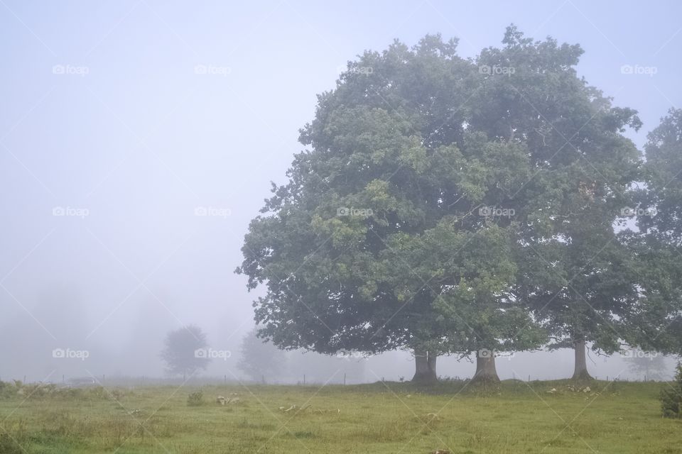 A foggy morning