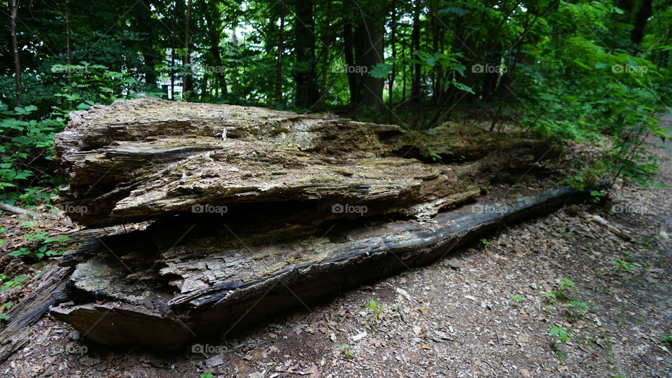 Dead tree trunk in a park in Antwerp