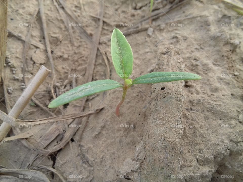 wow ! green plant in the land of earth.great.