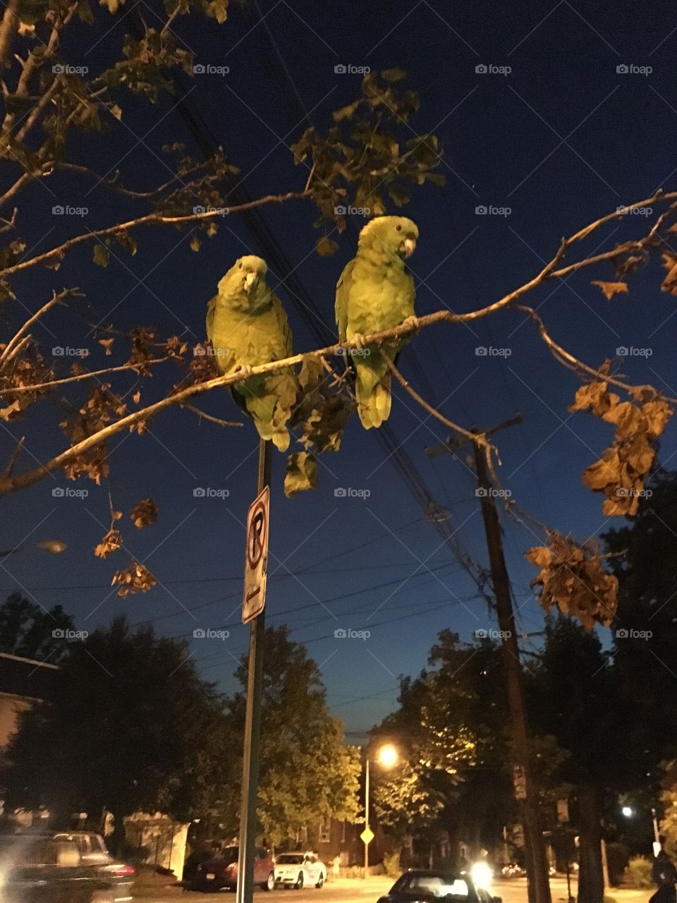 Tree Parrots