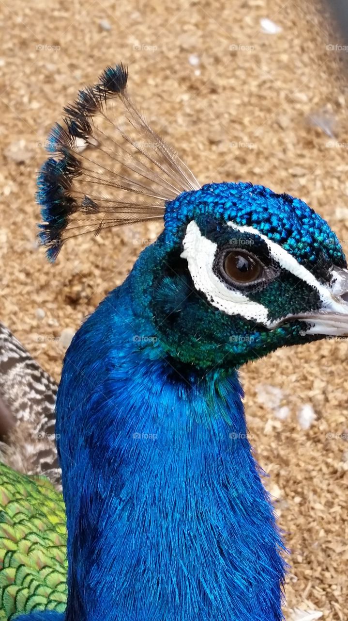 Peacock