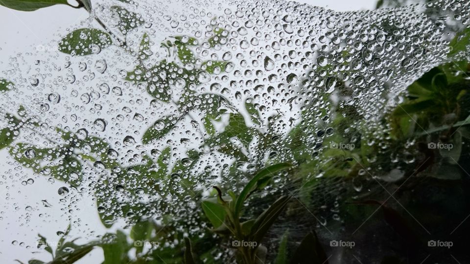 水玉 雨