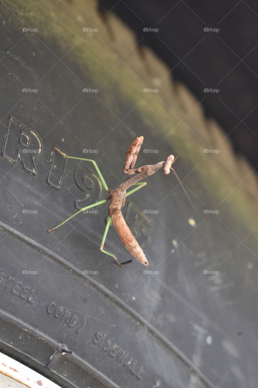 praying mantis