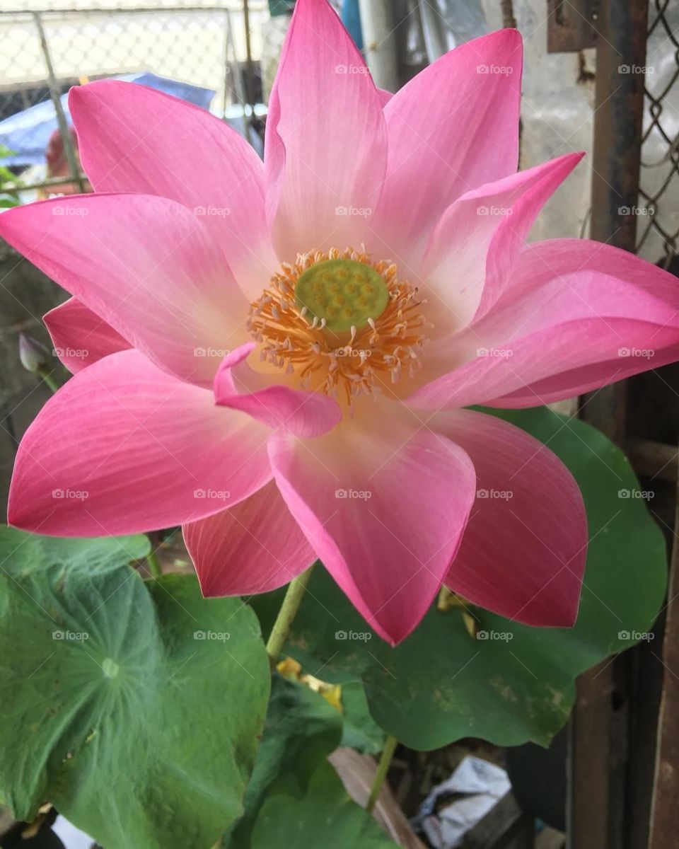 lotus