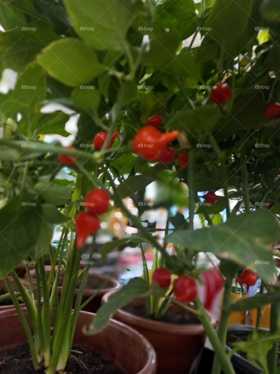 Pimenta biquinho, cada pé produz cerca de 250 gramas do fruto. Excelente tempero para a culinária. A pimenta picuinha, têm sabor marcante e saboroso, porém não queima a boca; combina com pratos agridoce, chutney ou geleias