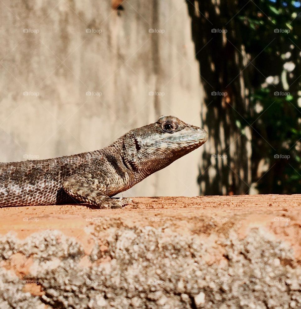 Calango, tomando seu belo banho de sol pela manhã.