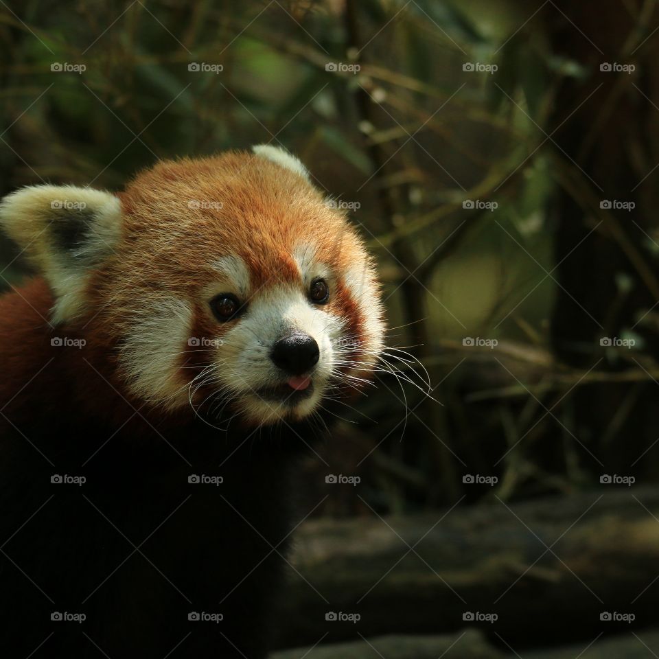 red panda portrait