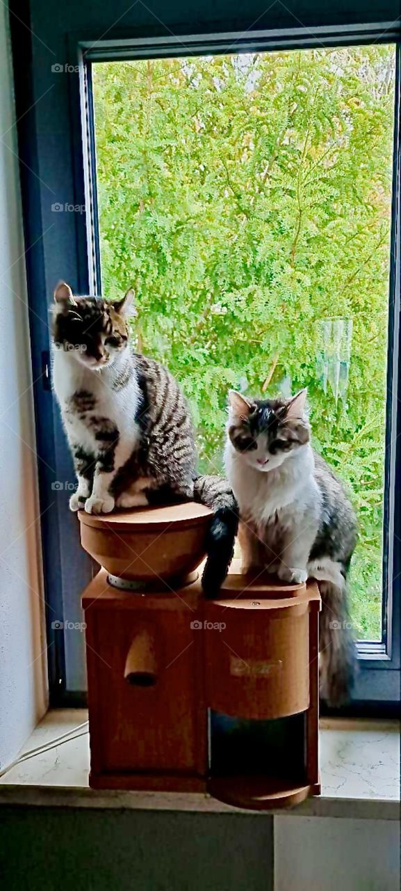 „Linda“ and „Roukey“, two sibling cats, sister and brother are posing side by side against a backdrop of a lush green garden in „Bavaria“, Germany. 2022. Hypnotic Productions