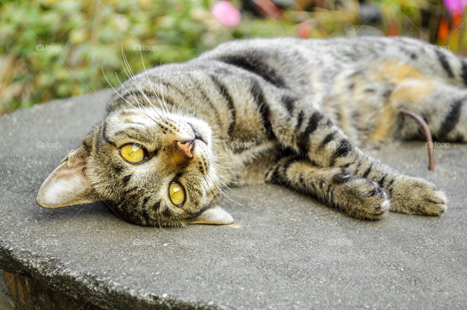 tabby cat. tabby cat on cement floor