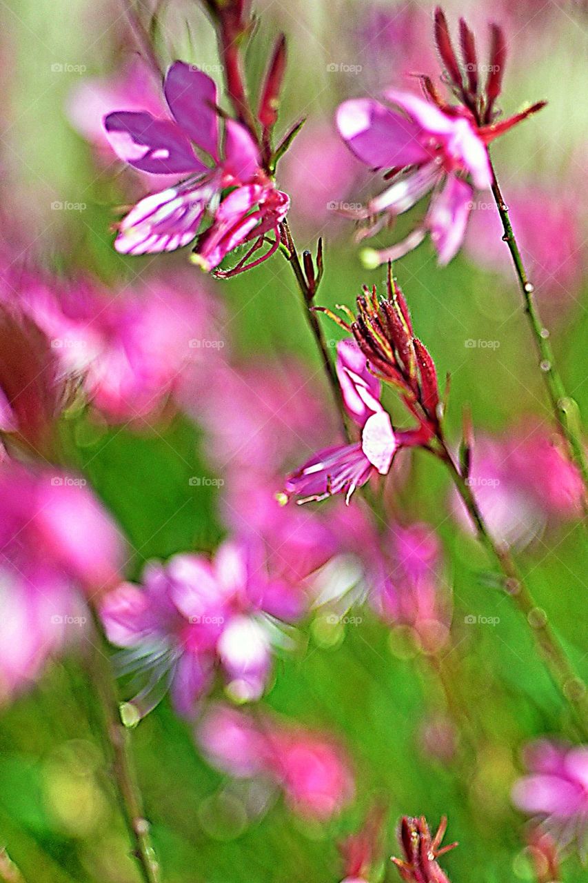 Romantic flowers