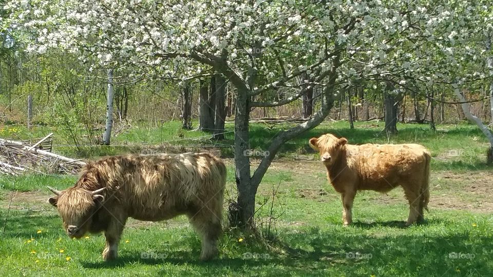 Highland cattle