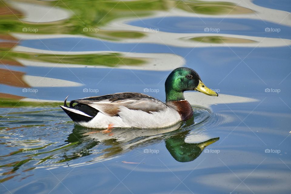 water reflection with duck