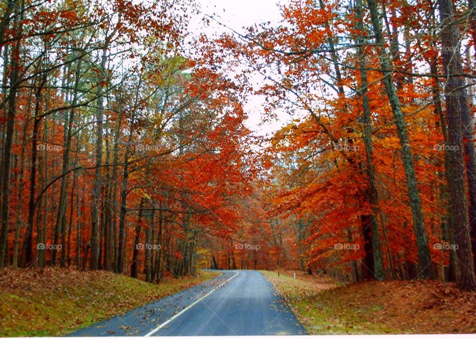 Road through a forest in Virginia during the Fall
