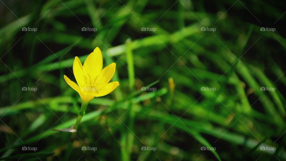 Beautiful and colorful of yellow flower