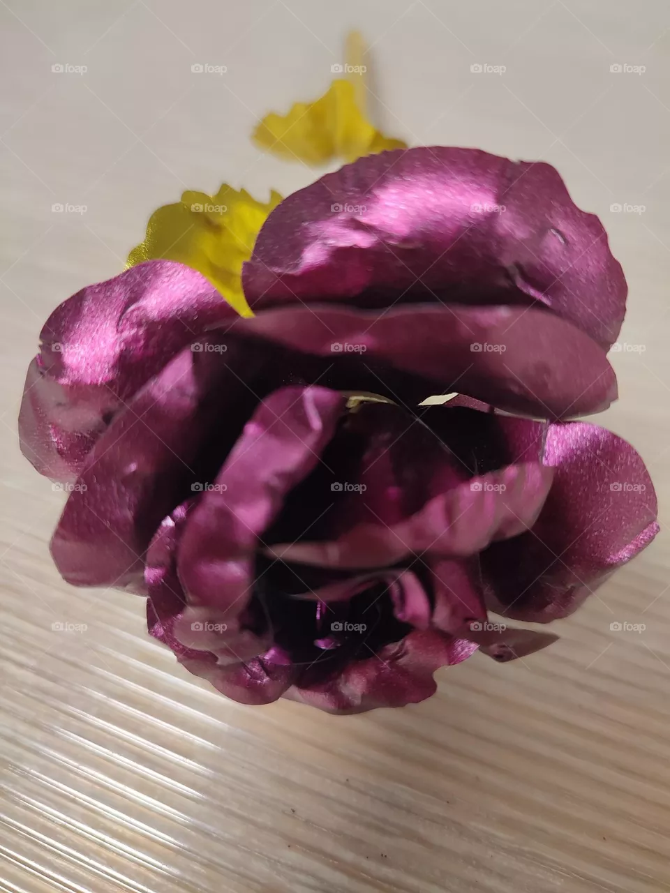 Flower, a rose, pourple