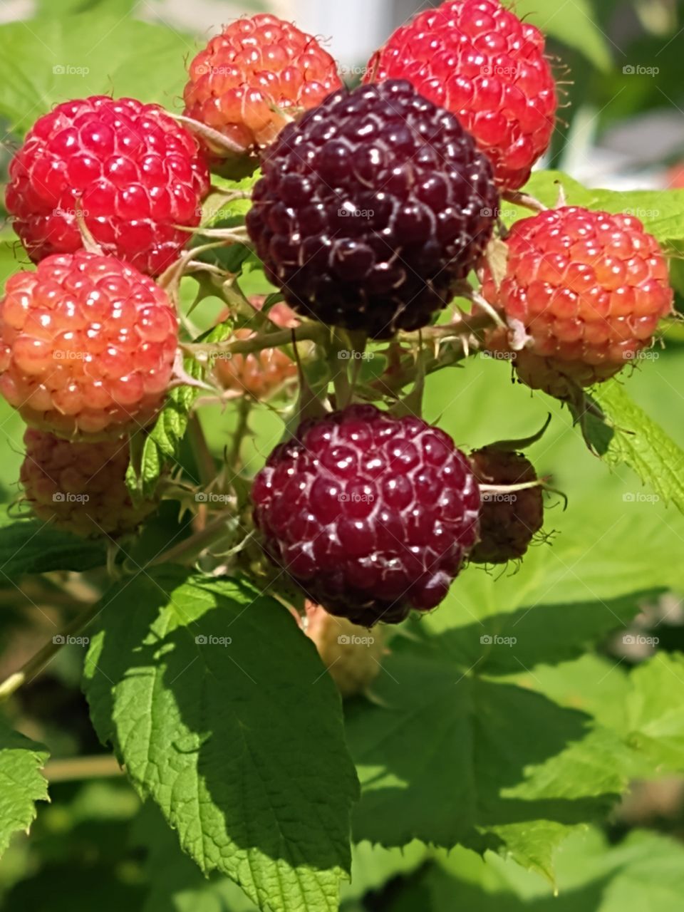 Raspberry fruit
