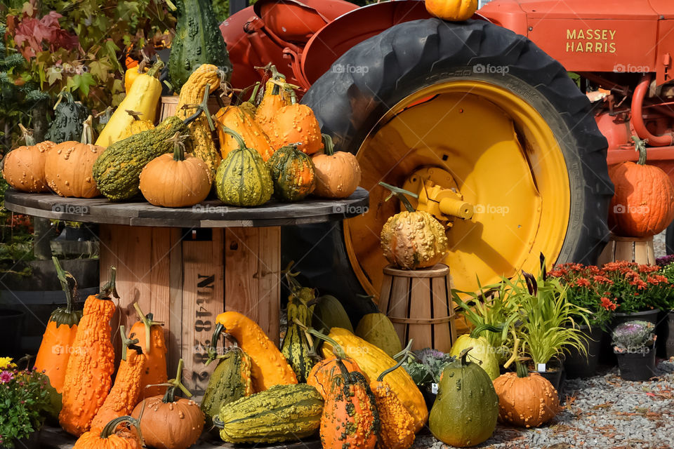 Colorful assortment of pumpkins