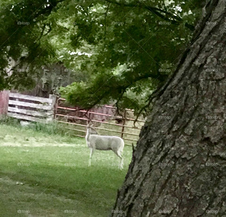 Albino Deer