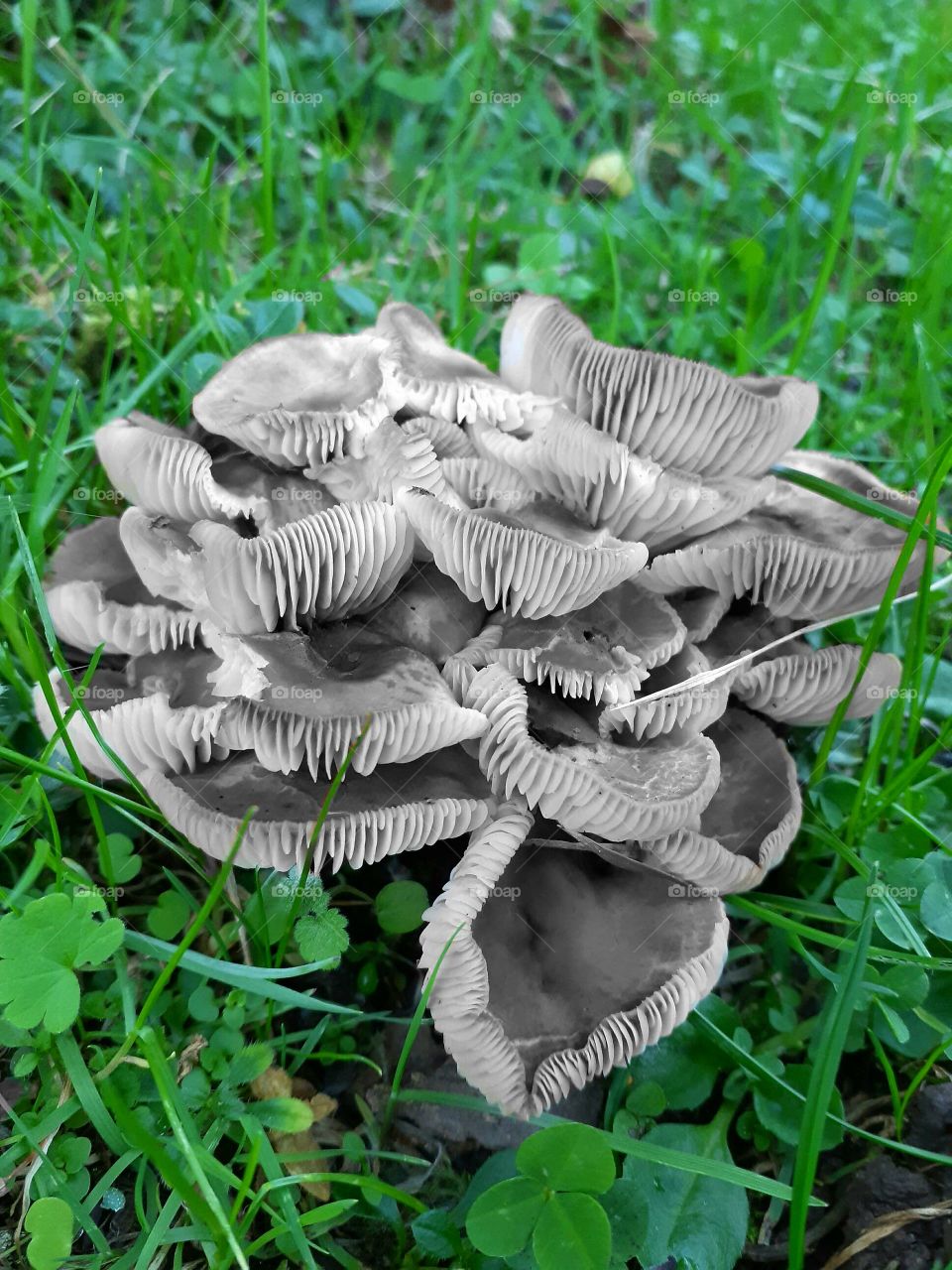 How they look like mushrooms with no color compared to green grass??