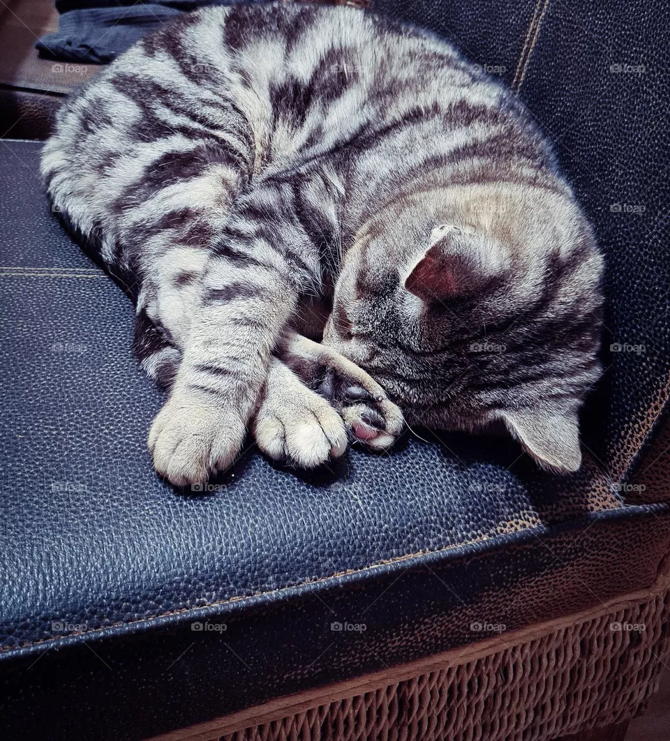cat