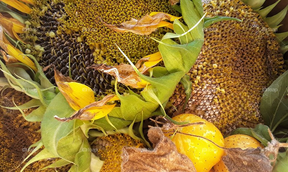 sunflowers and lemon cucumbers harvest on hobby farm