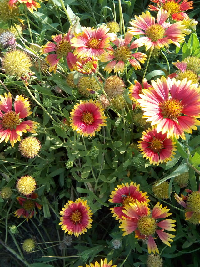 beautiful flower in garden