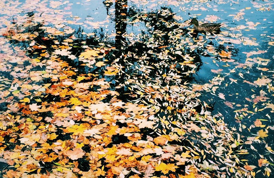 Yellow fallen leaves in the pond 