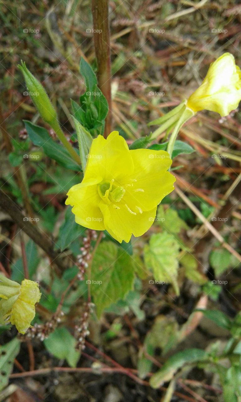 Yellow Night Bloomer