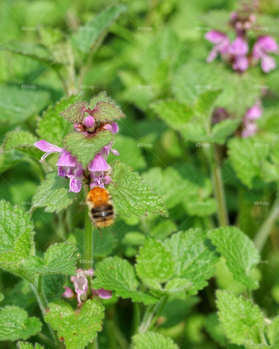 Bumblebee searching for nectar