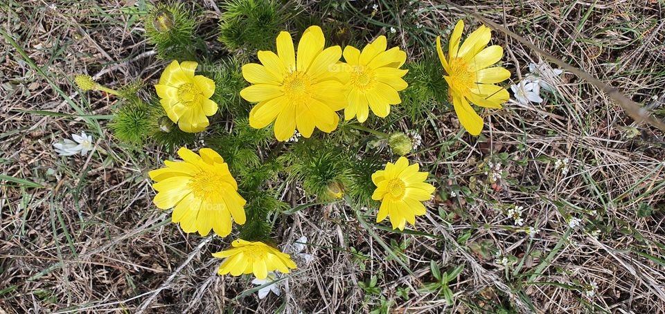 Yellow flowers