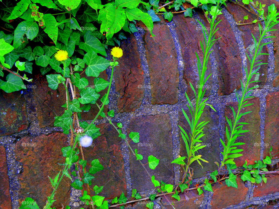 Live Wall. Weeds, life in general, will cling to anything and everything to survive